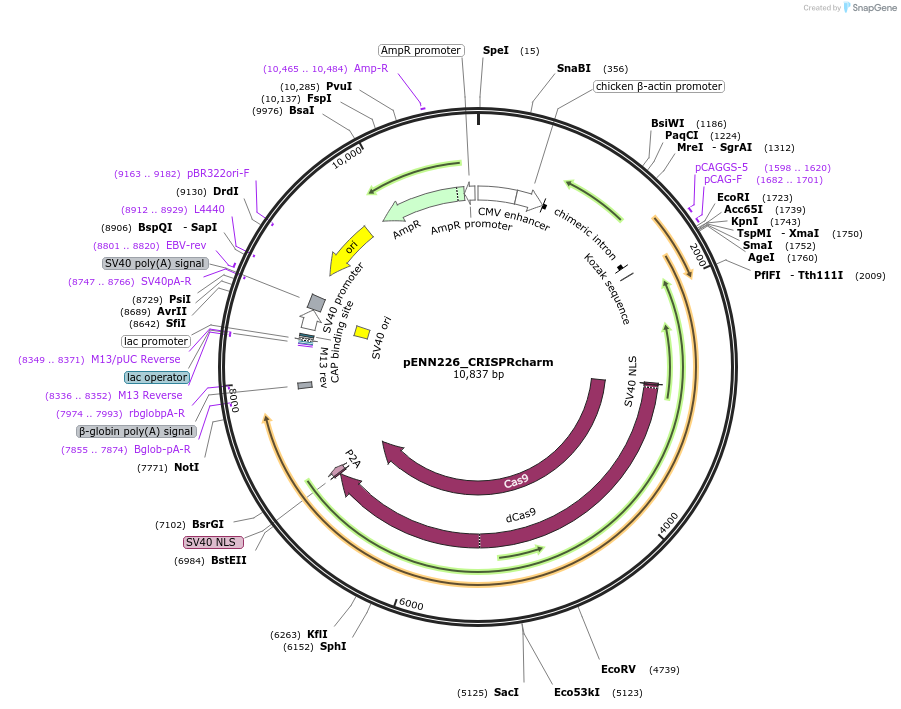 220834-plasmid-map-sequence-id-437183