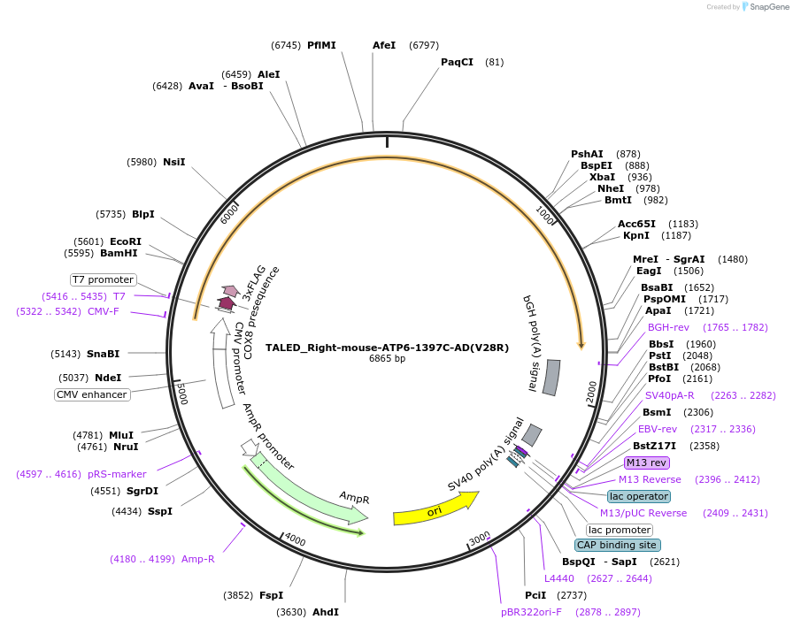 212955-plasmid-map-sequence-id-437187