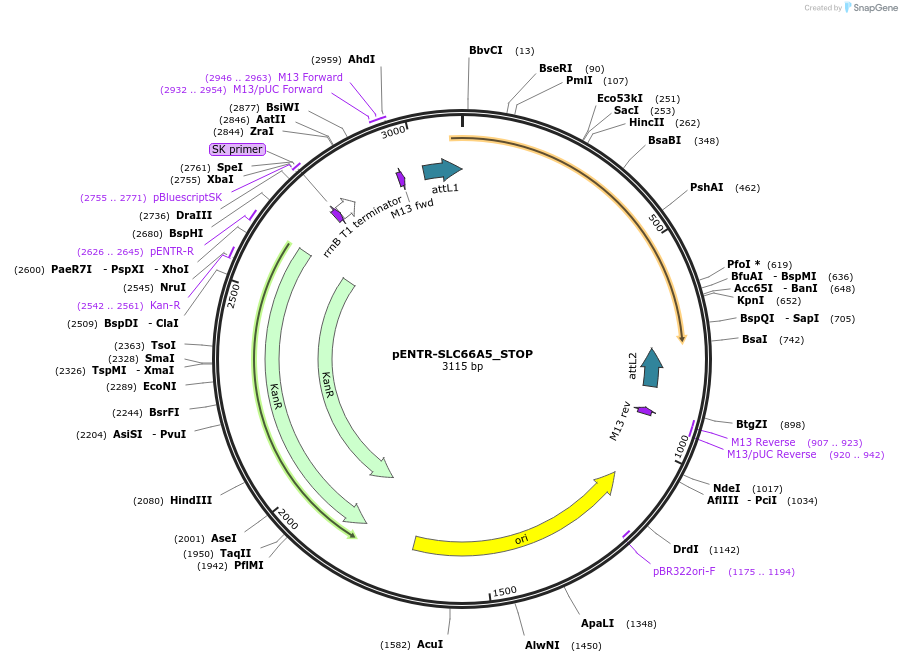 221422-plasmid-map-sequence-id-437191