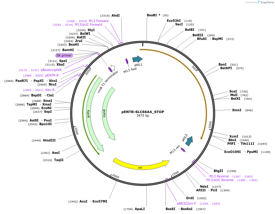 221421-plasmid-map-sequence-id-437193
