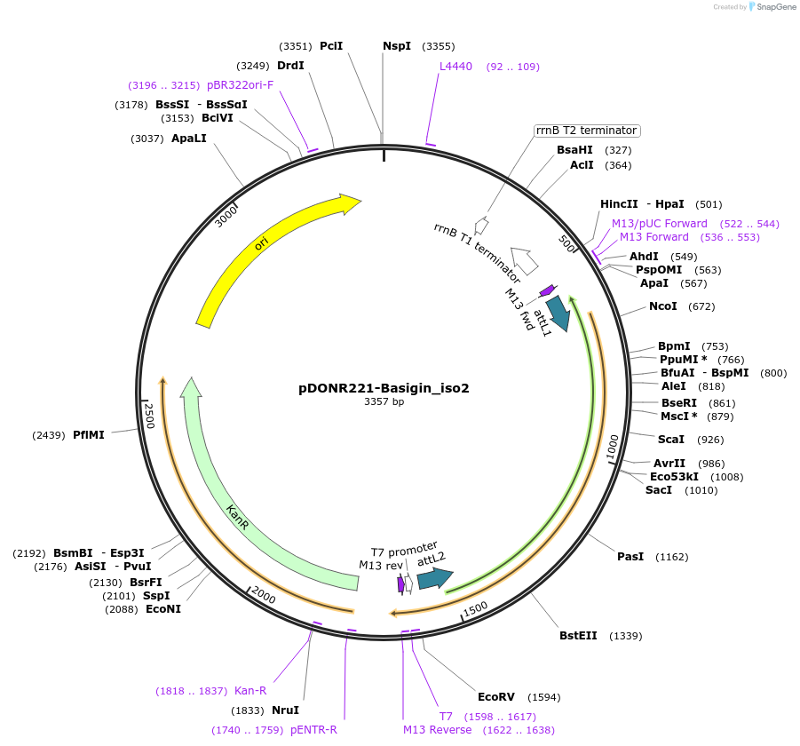 221416-plasmid-map-sequence-id-437195