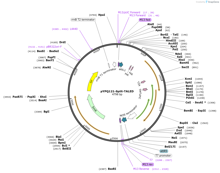 218171-plasmid-map-sequence-id-437197