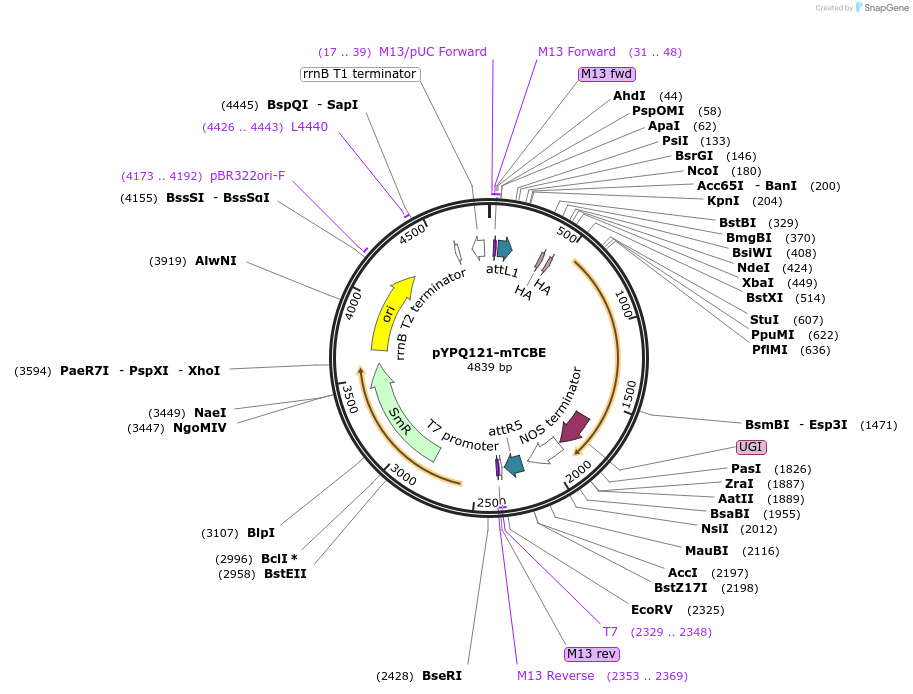 218172-plasmid-map-sequence-id-437199