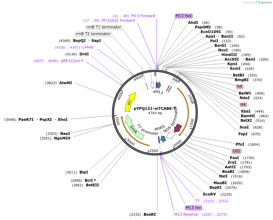218173-plasmid-map-sequence-id-437201