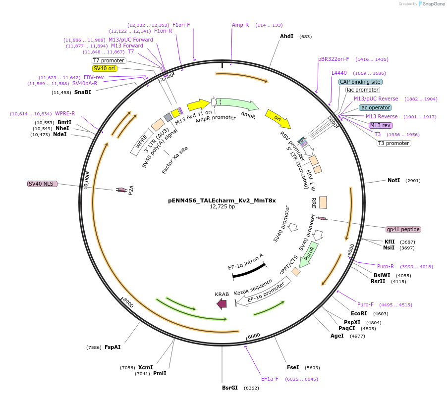 220835-plasmid-map-sequence-id-437202