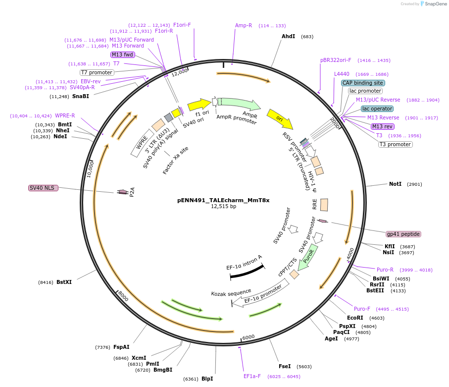 220836-plasmid-map-sequence-id-437204