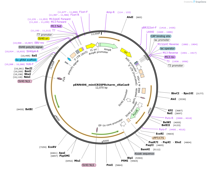 220837-plasmid-map-sequence-id-437205