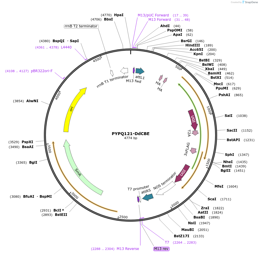 218174-plasmid-map-sequence-id-437206
