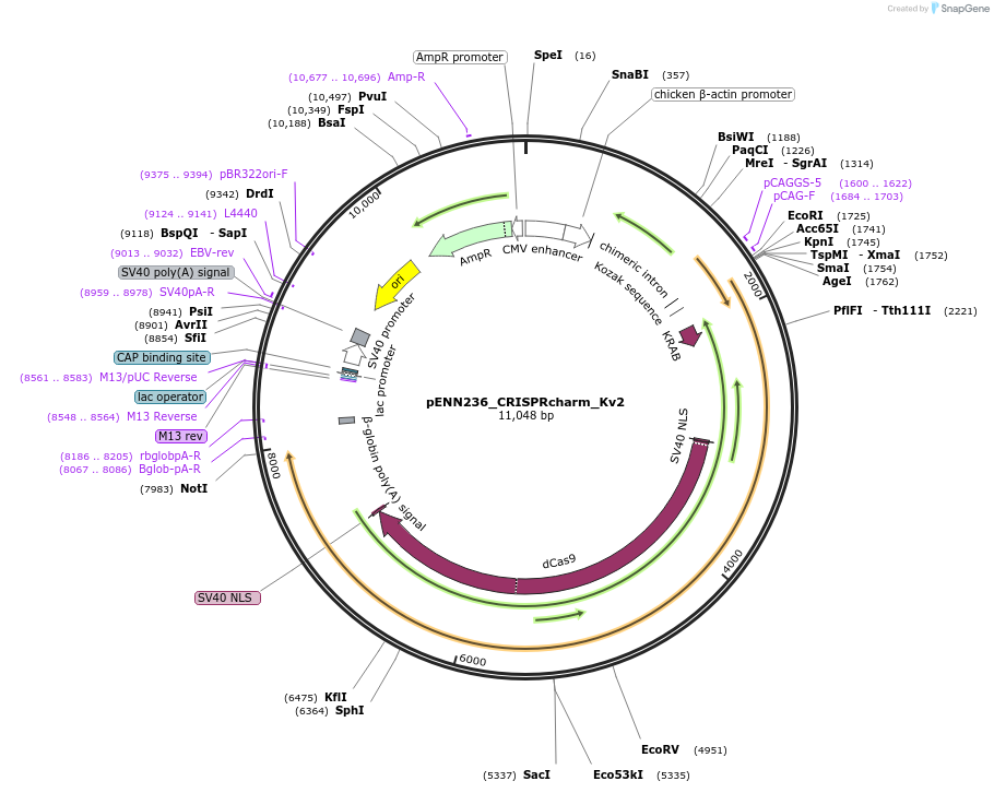 220839-plasmid-map-sequence-id-437209