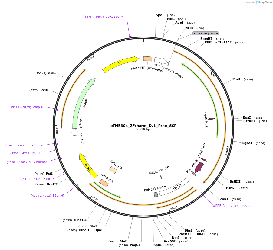 220842-plasmid-map-sequence-id-437214