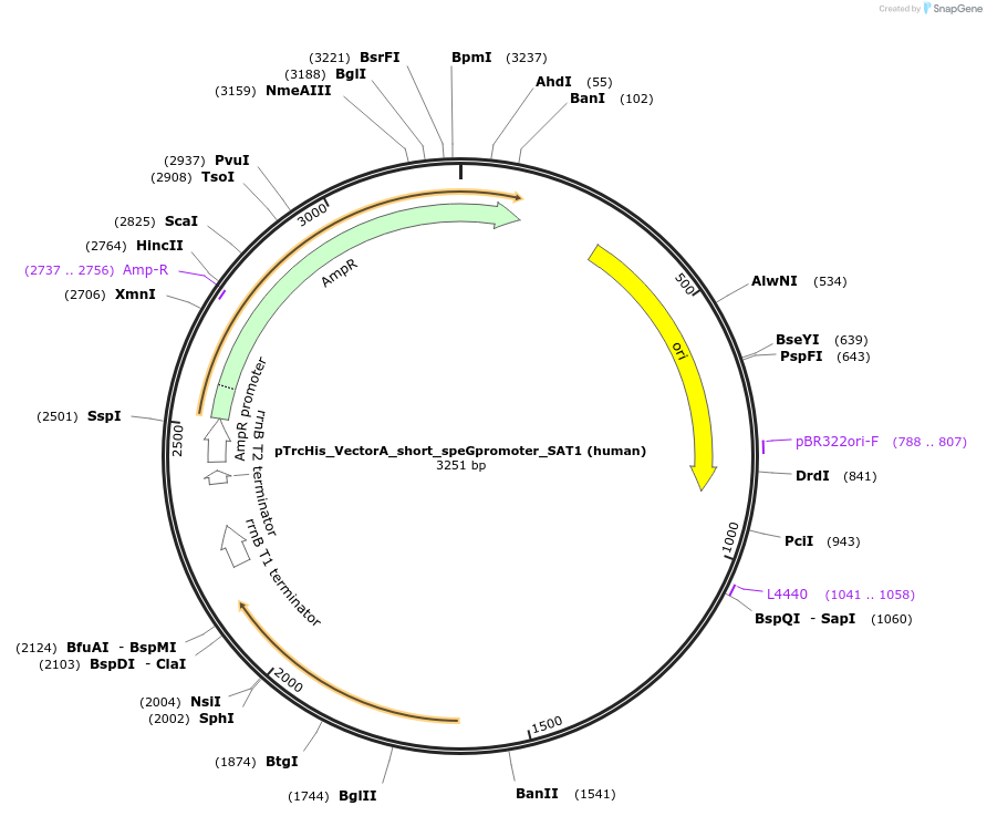 220477-plasmid-map-sequence-id-437215
