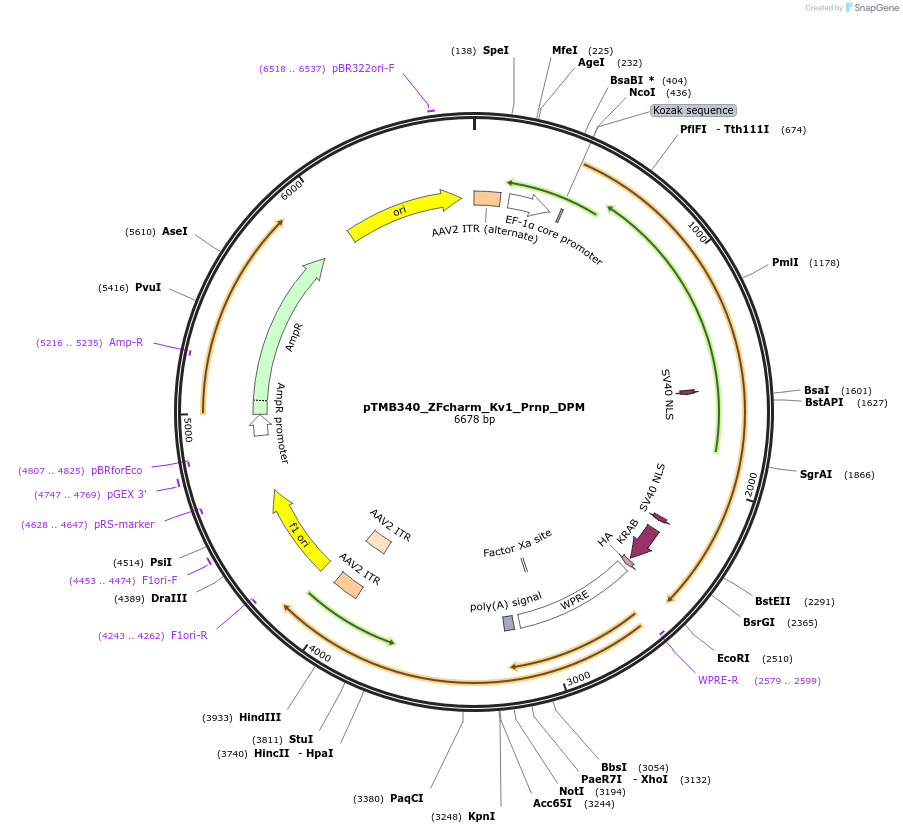 220843-plasmid-map-sequence-id-437216