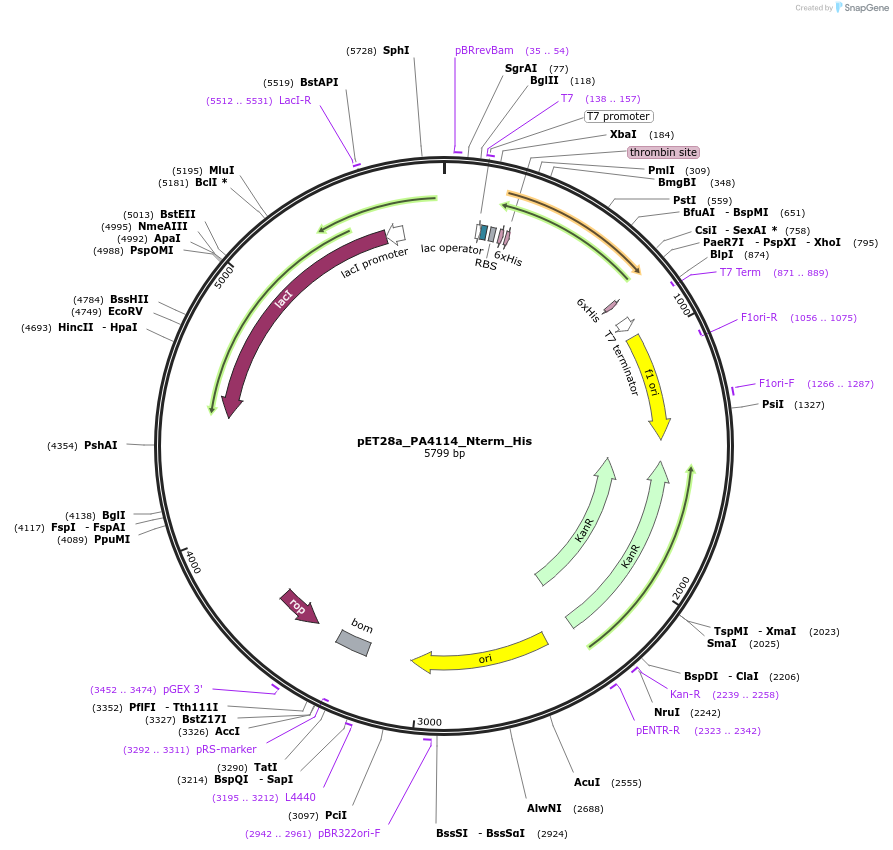 220479-plasmid-map-sequence-id-437219