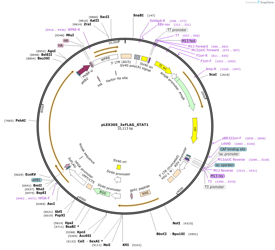 220323-plasmid-map-sequence-id-437225
