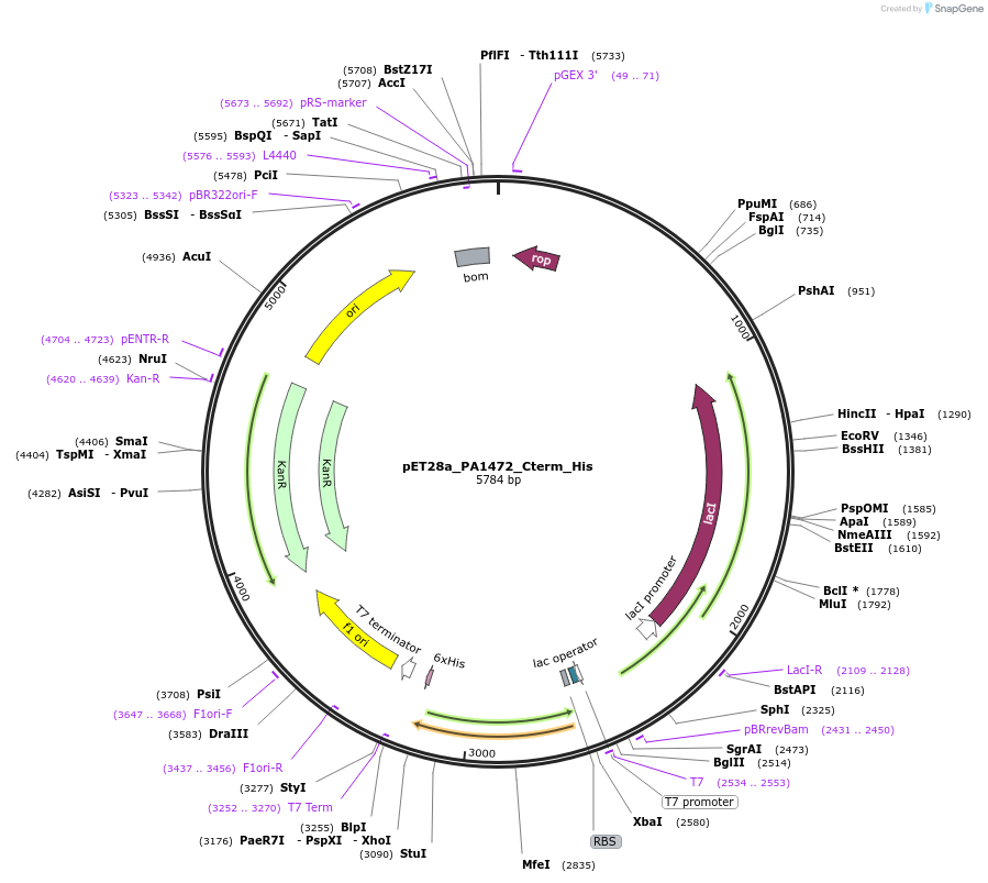 220485-plasmid-map-sequence-id-437239