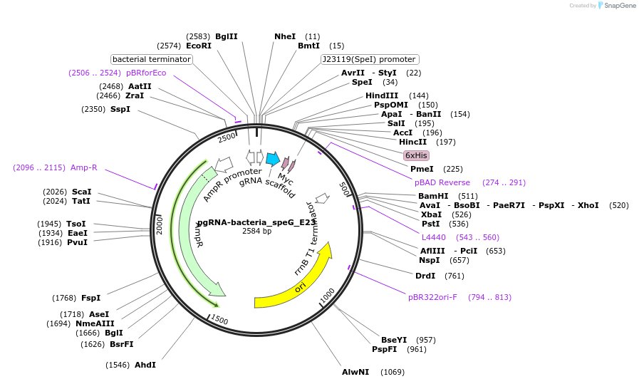 220489-plasmid-map-sequence-id-437241