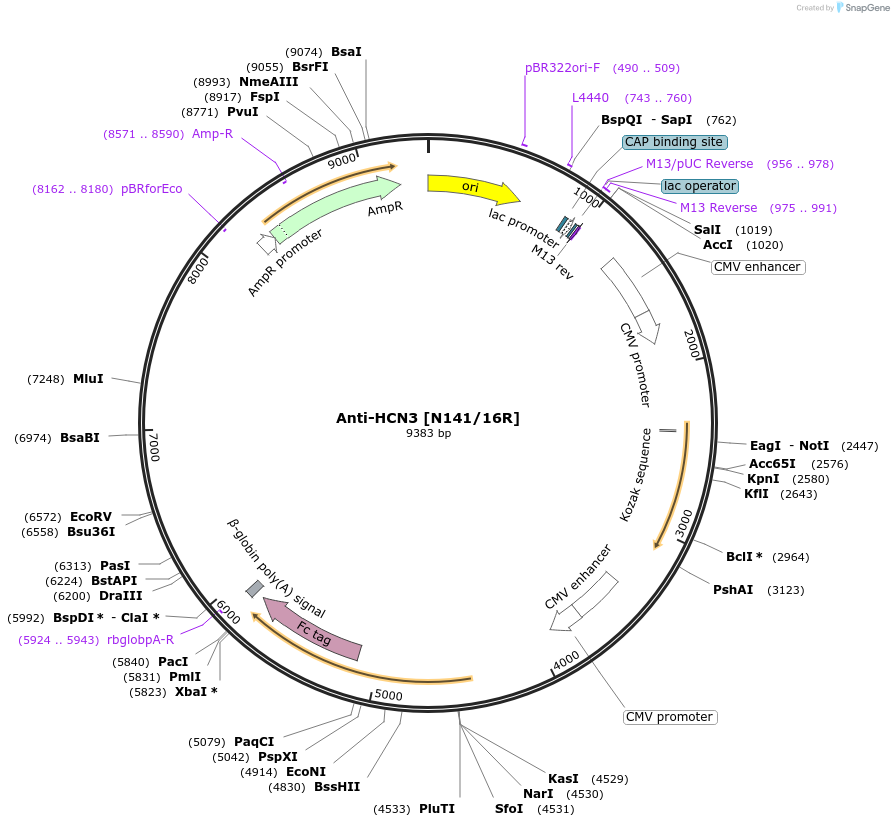 222152-plasmid-map-sequence-id-437250