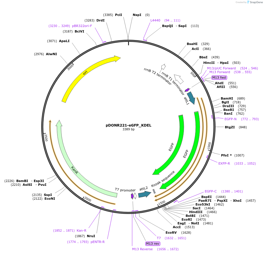 221411-plasmid-map-sequence-id-437253