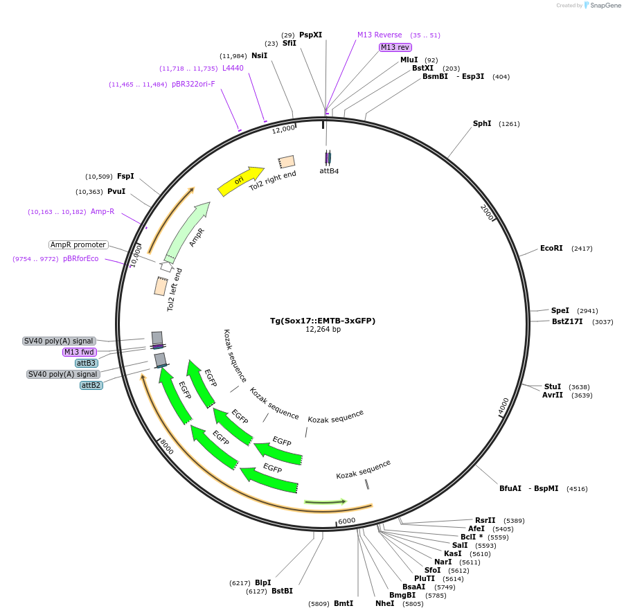 221190-plasmid-map-sequence-id-437256