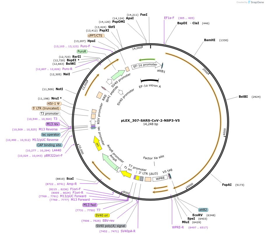 214429-plasmid-map-sequence-id-437257