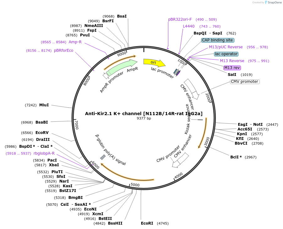222181-plasmid-map-sequence-id-437260
