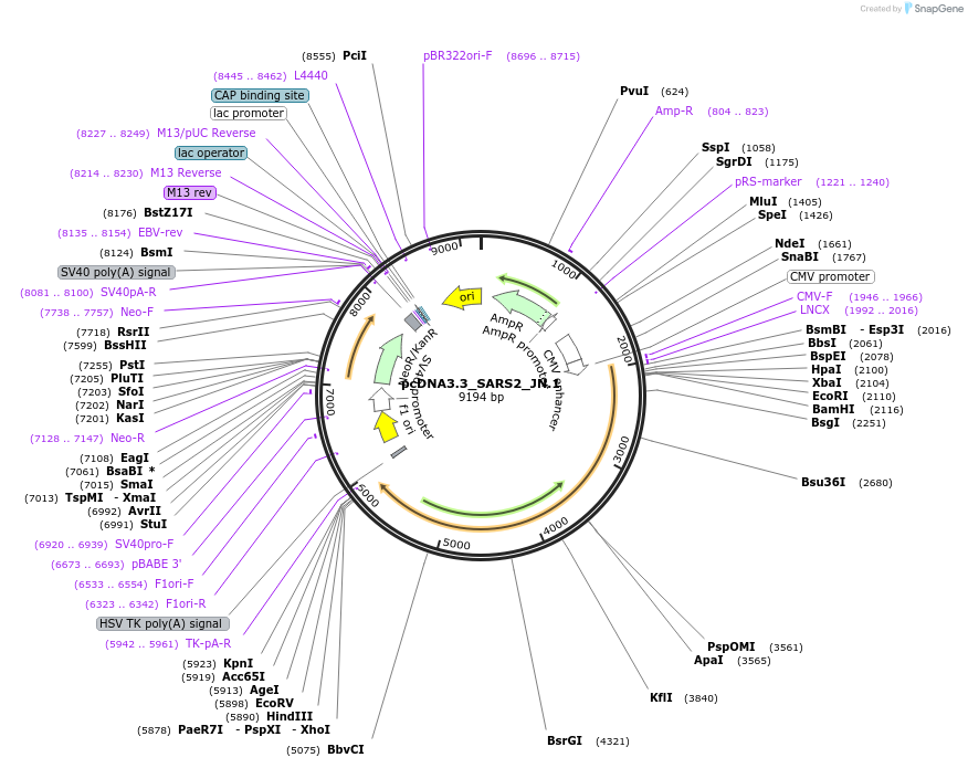 218678-plasmid-map-sequence-id-437262