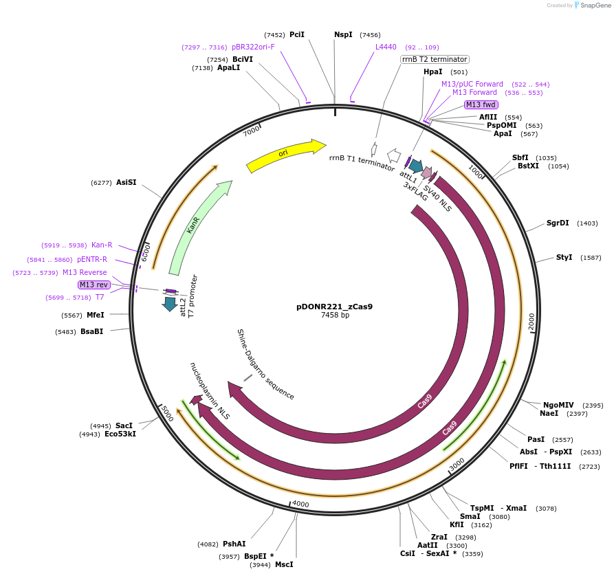 213913-plasmid-map-sequence-id-437263