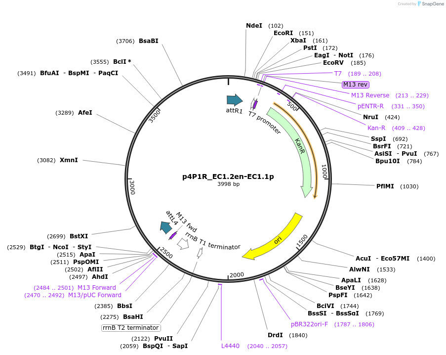 213912-plasmid-map-sequence-id-437264