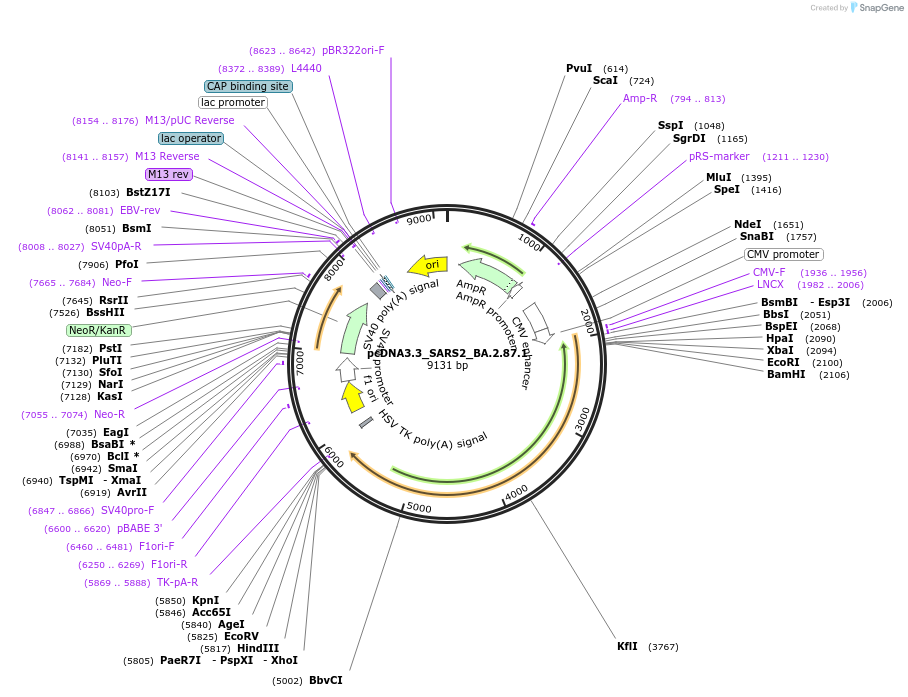 218679-plasmid-map-sequence-id-437265