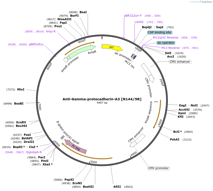 222154-plasmid-map-sequence-id-437266