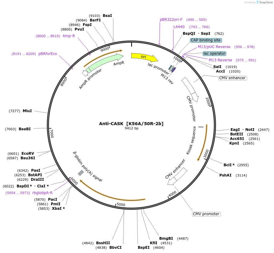 222168-plasmid-map-sequence-id-437268
