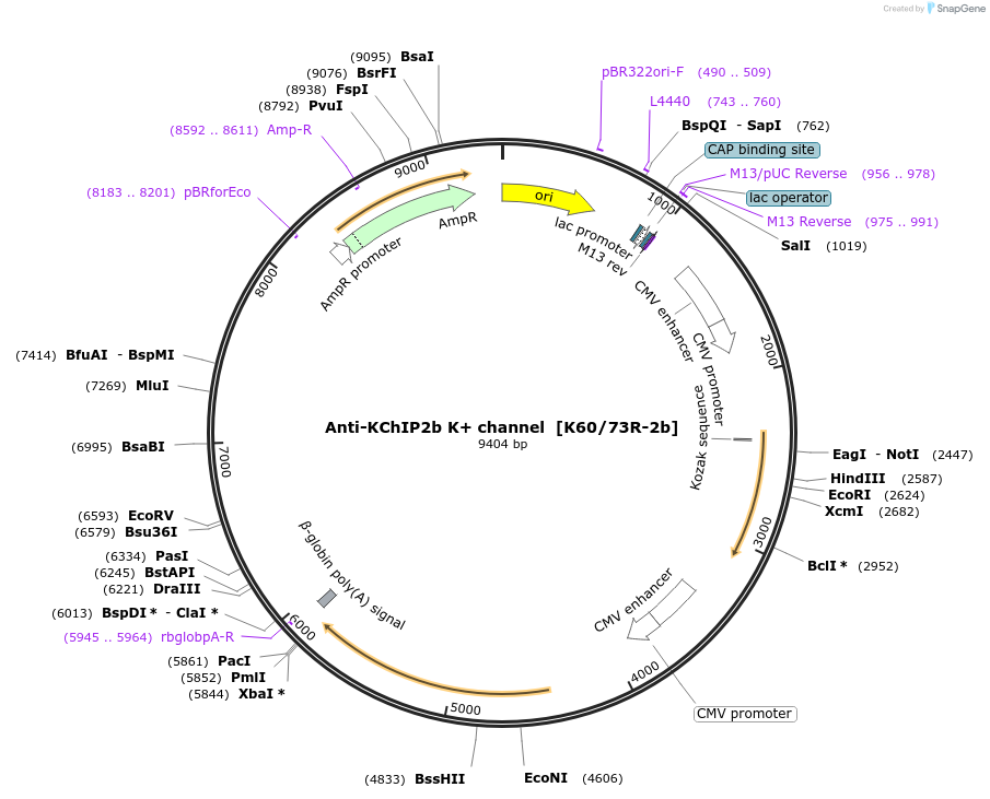 222169-plasmid-map-sequence-id-437269