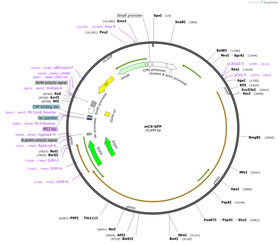 221339-plasmid-map-sequence-id-437270