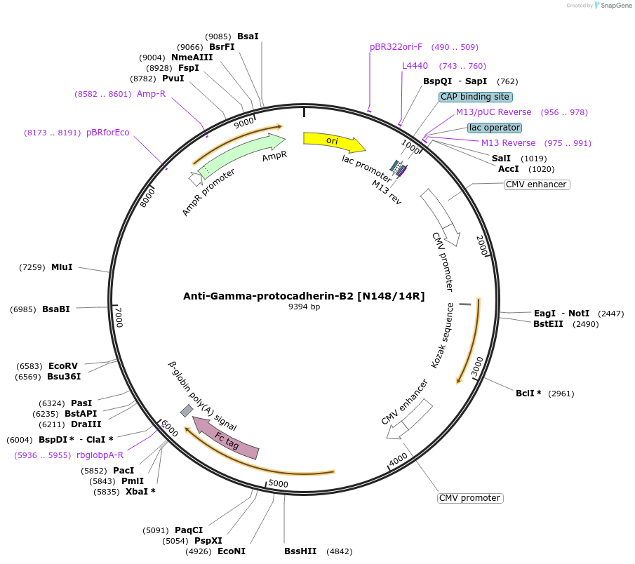 222155-plasmid-map-sequence-id-437271