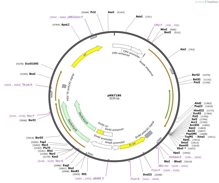 219758-plasmid-map-sequence-id-437289