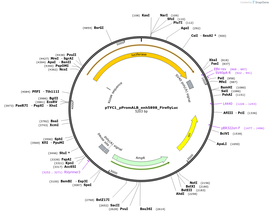 220285-plasmid-map-sequence-id-437292