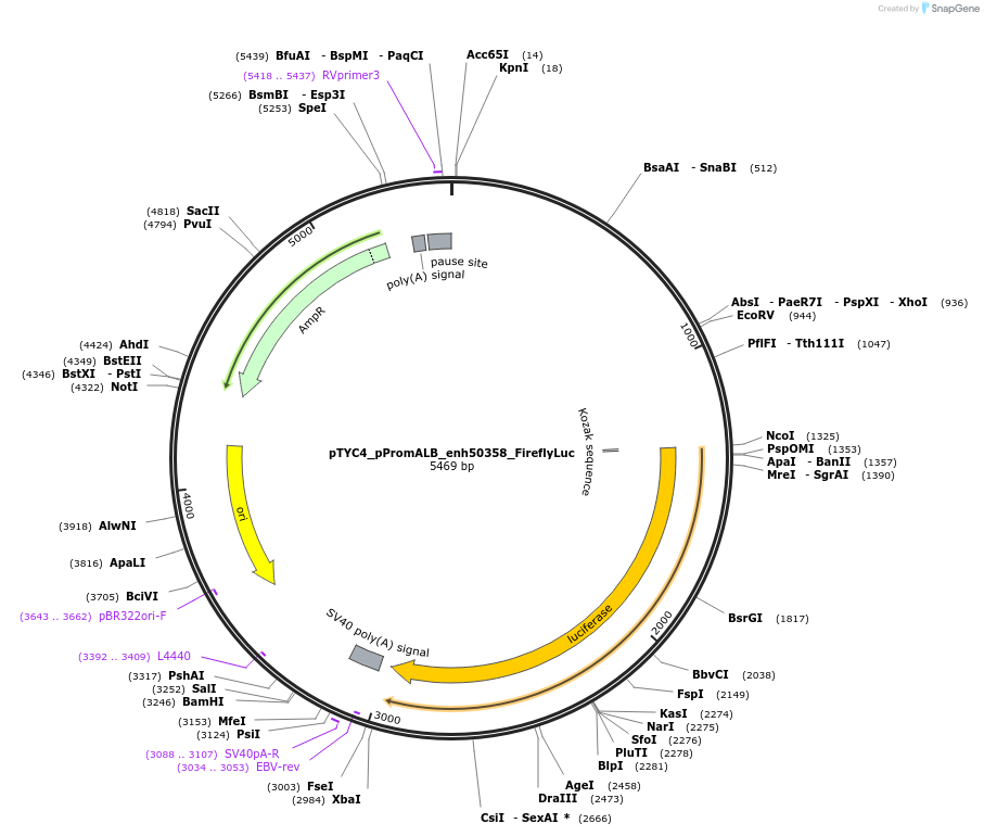 220288-plasmid-map-sequence-id-437293