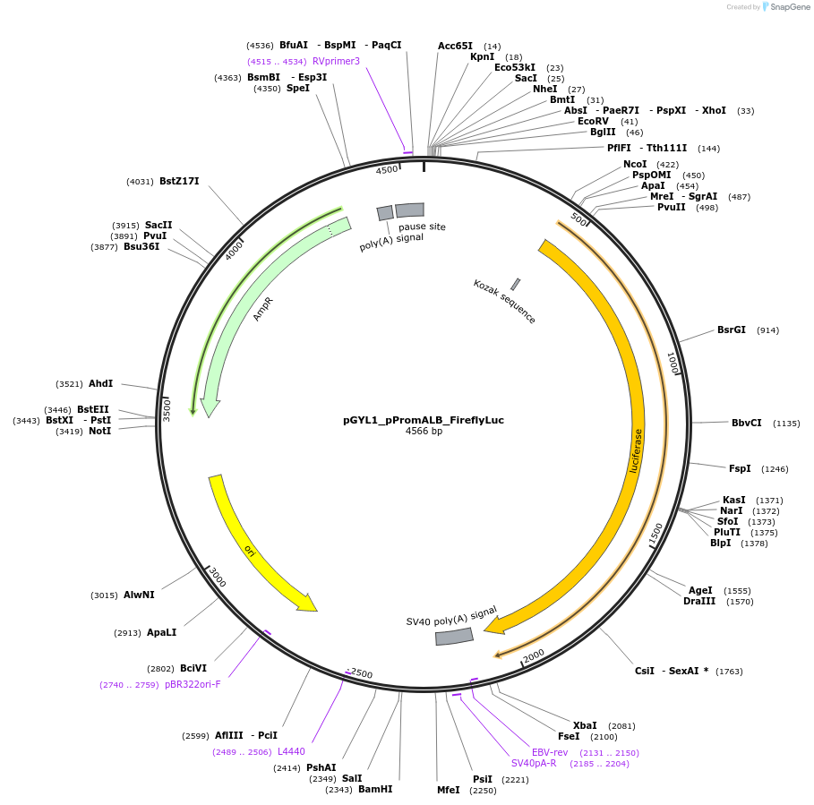 220282-plasmid-map-sequence-id-437296