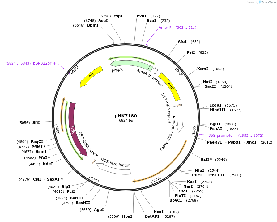 219762-plasmid-map-sequence-id-437298
