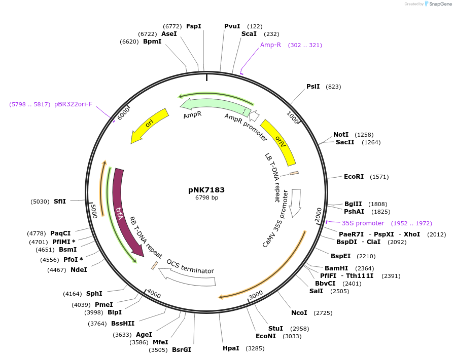 219760-plasmid-map-sequence-id-437299