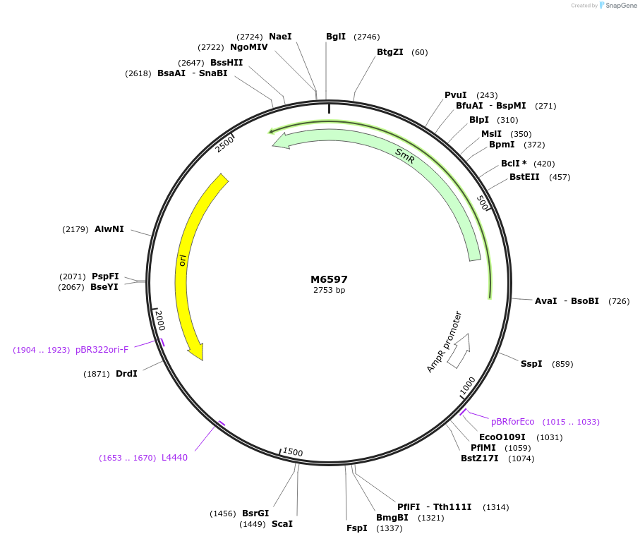 219771-plasmid-map-sequence-id-437300