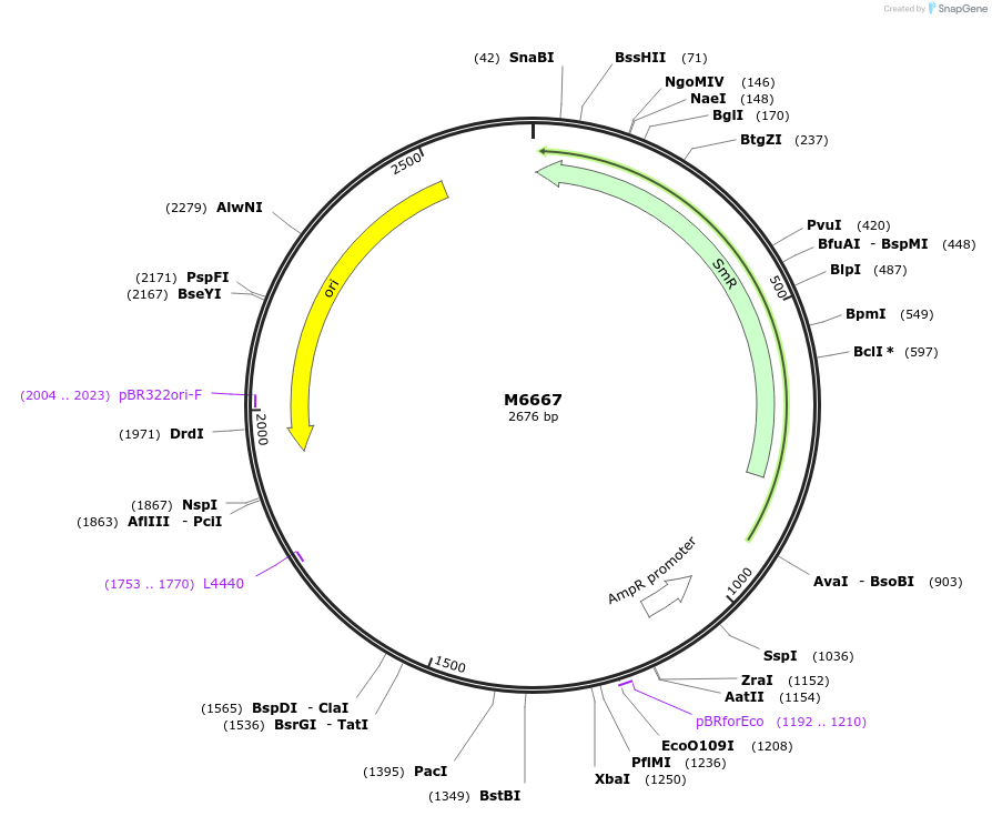 219772-plasmid-map-sequence-id-437301