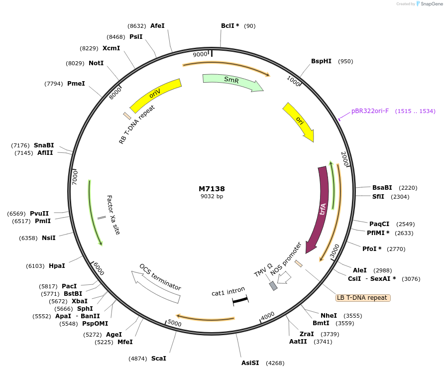 219774-plasmid-map-sequence-id-437302