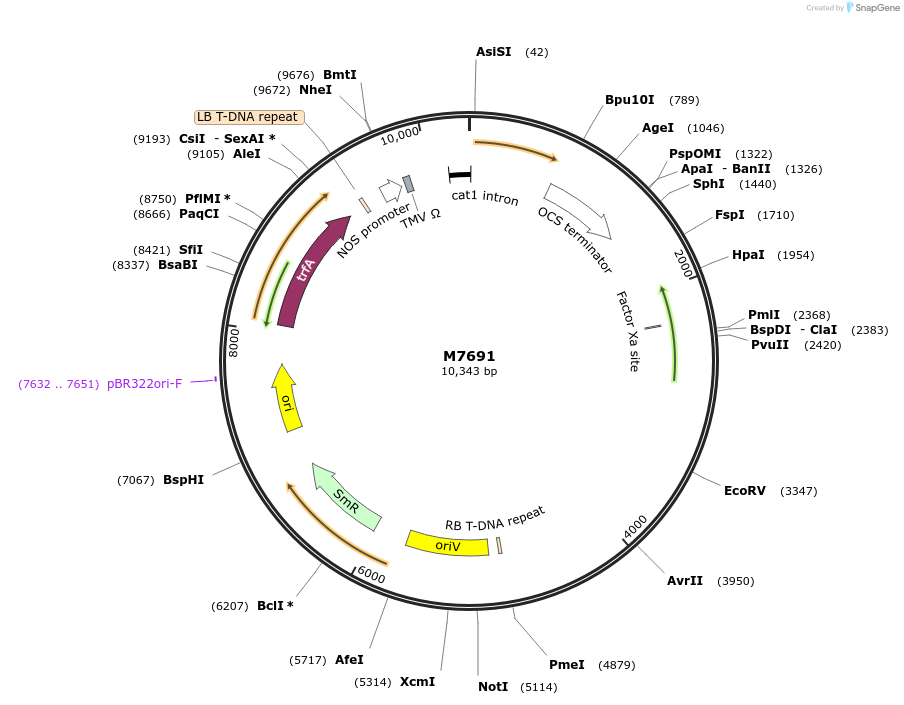 219775-plasmid-map-sequence-id-437303