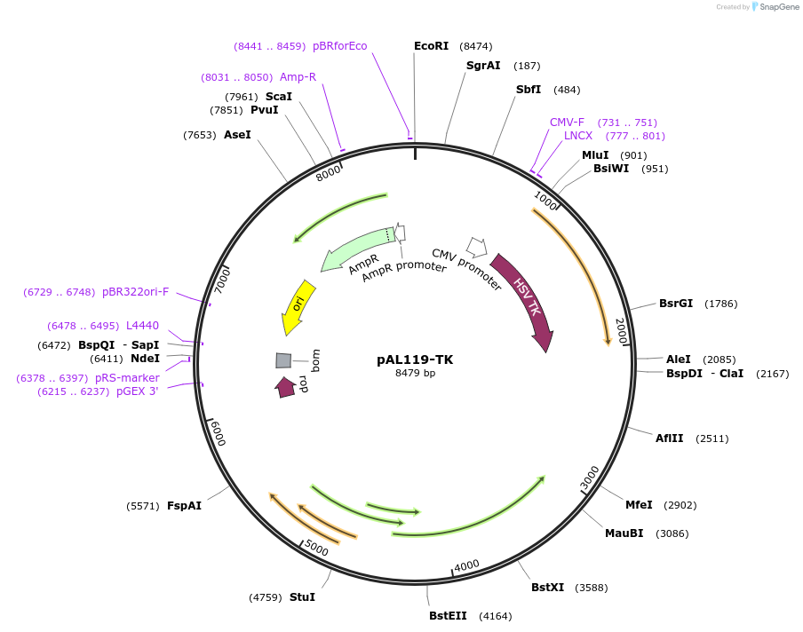 21911-plasmid-map-sequence-id-437308