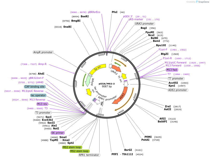 220632-plasmid-map-sequence-id-437309