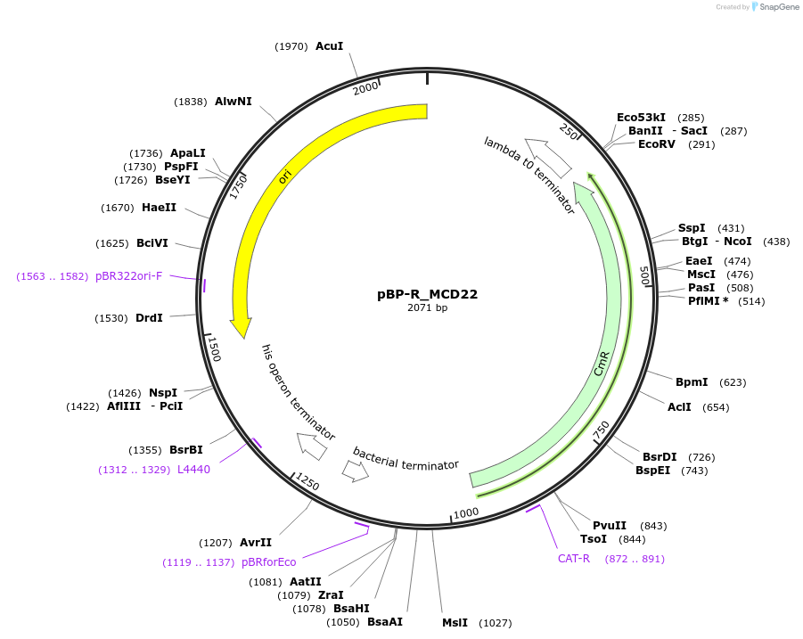 204096-plasmid-map-sequence-id-437317