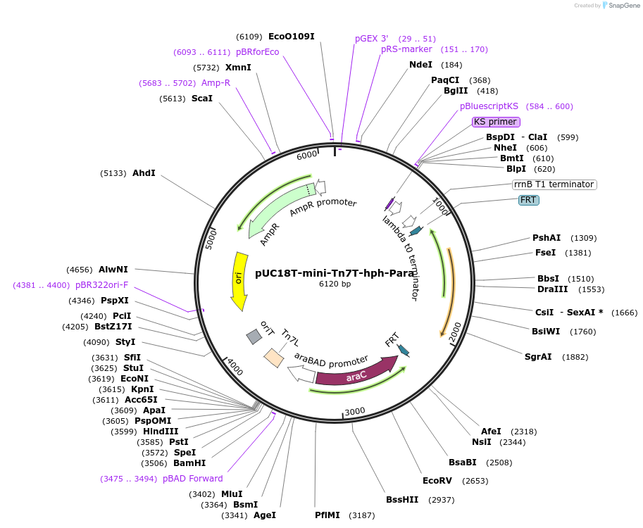 218363-plasmid-map-sequence-id-437320