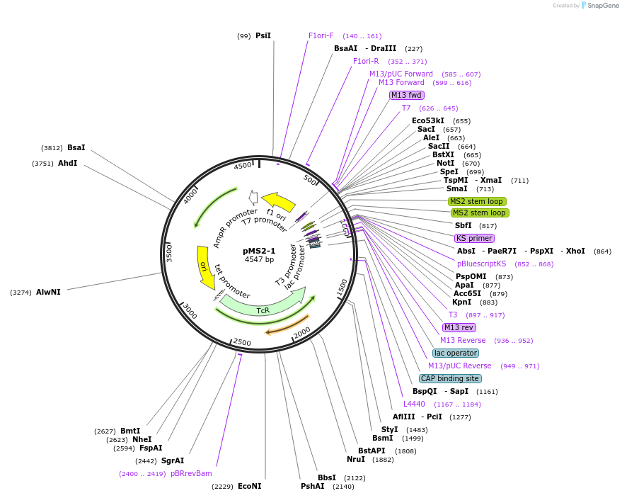 220627-plasmid-map-sequence-id-437324
