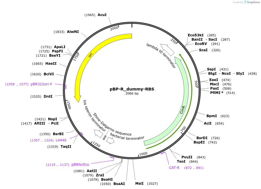 204081-plasmid-map-sequence-id-437325
